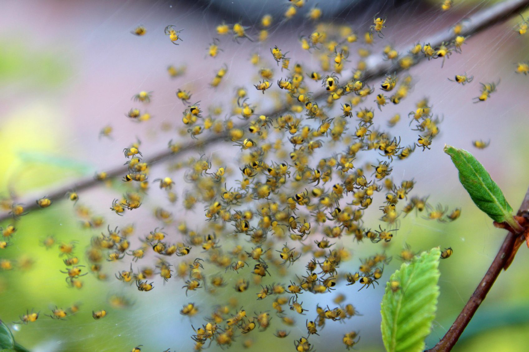 Millions Of Spiders Take Over Town In Tennessee Real Estate News Insights Realtor Com