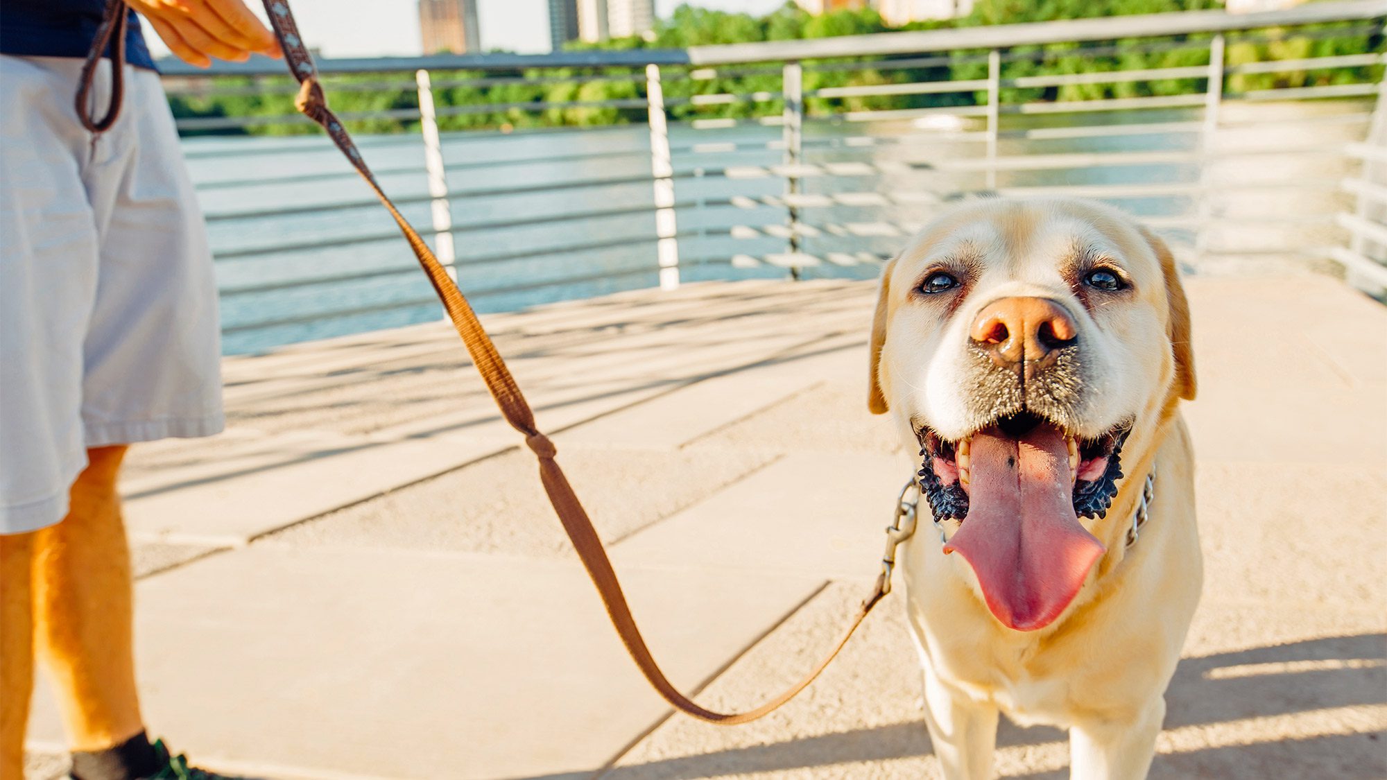 cottages allowing 3 dogs