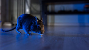 How long do mice live in your house