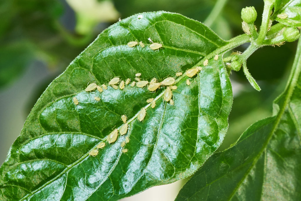 How To Get Rid of Aphids: Garden Pest Control Made Easy