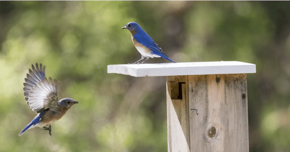 backyard birding