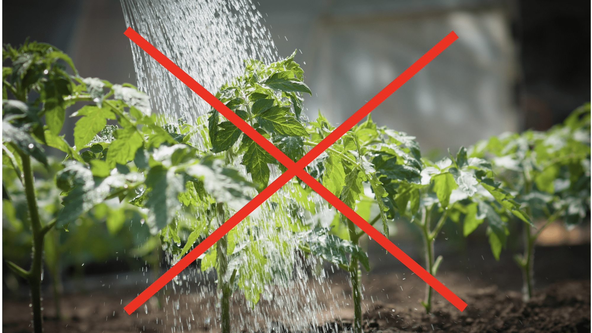 Vegetable growing mistakes