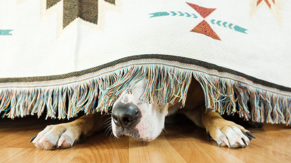 dog hiding under the bed