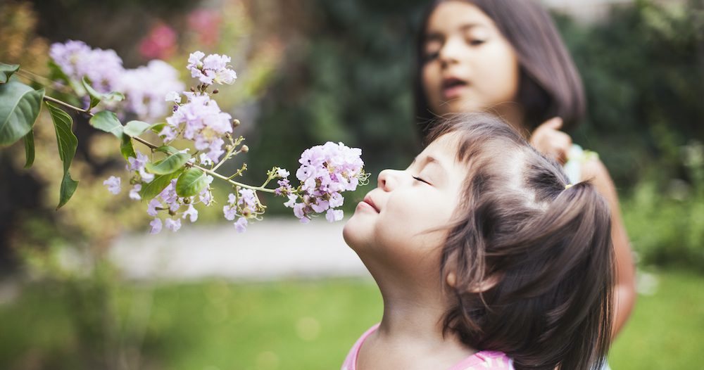 scent garden