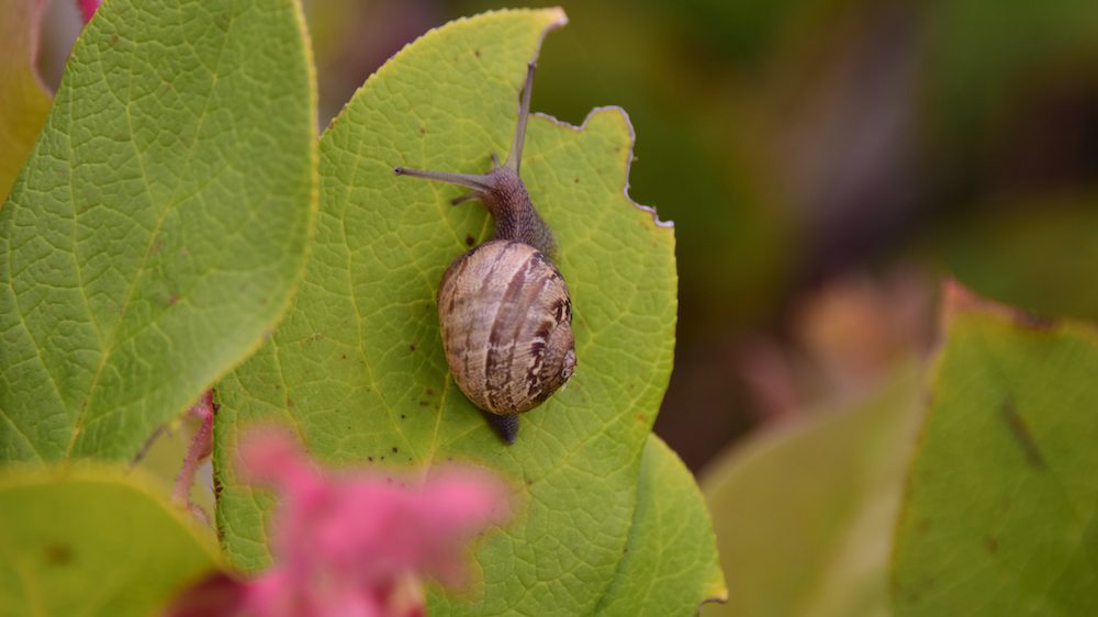 get rid of snails