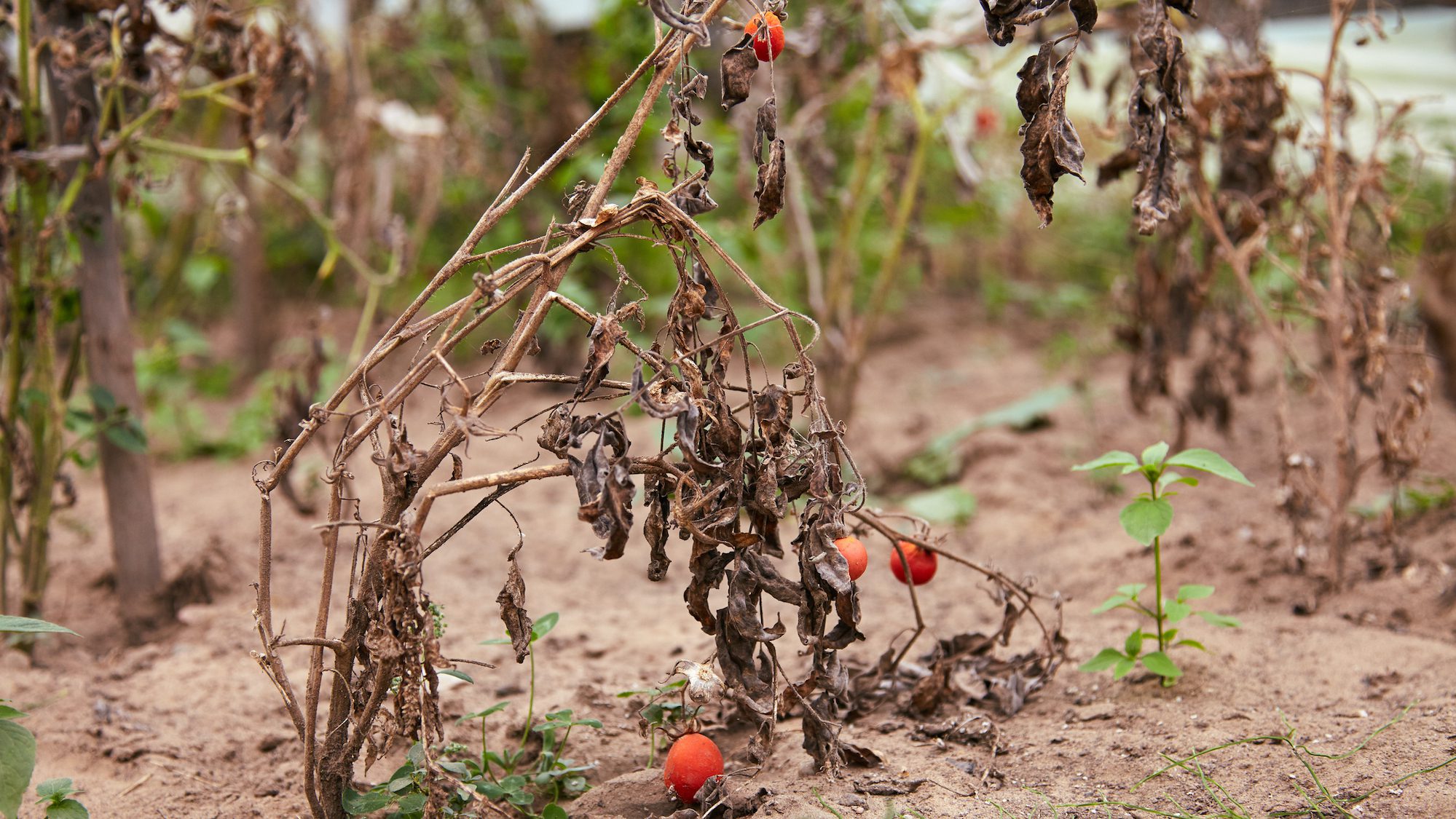 Small red tomatos on the withered plant in the vegetable garden