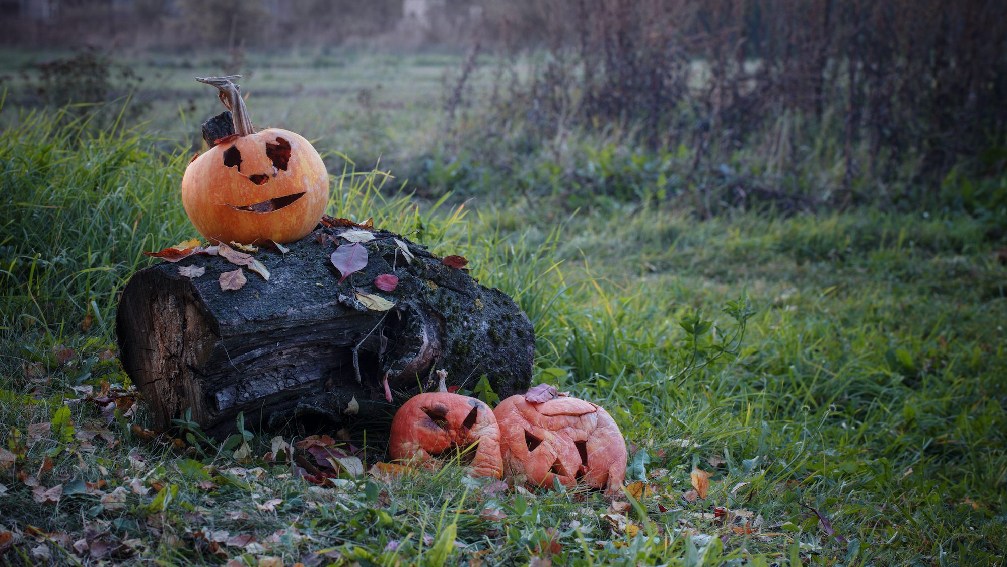 rotting Halloween pumpkins