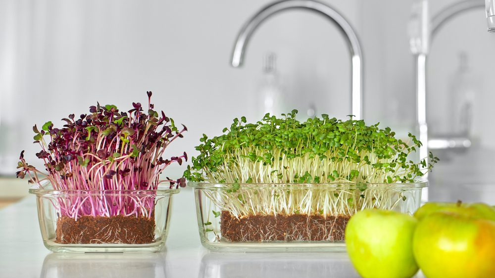 how to grow microgreens