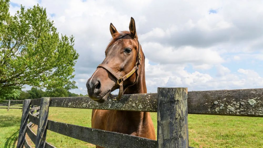 Equestrian homes