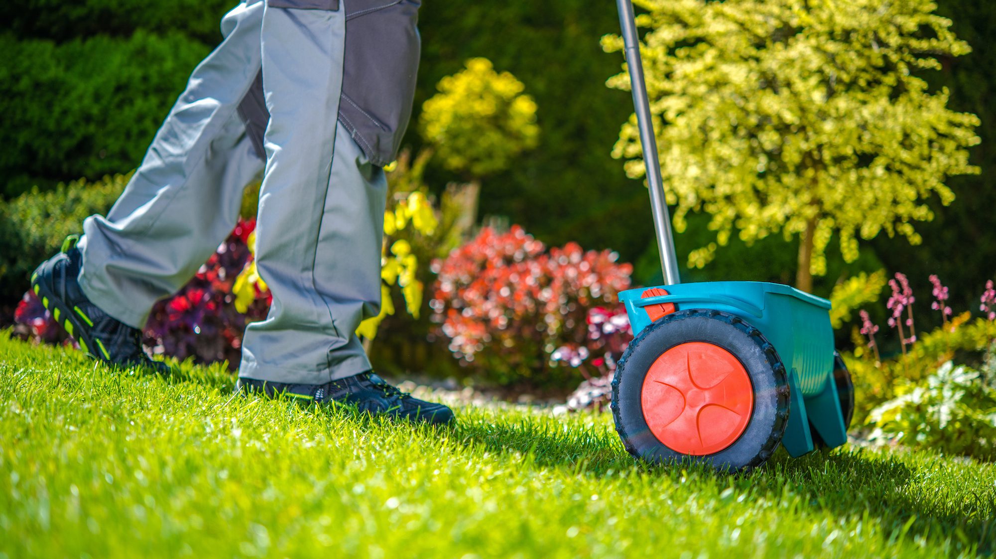 seeding lawn