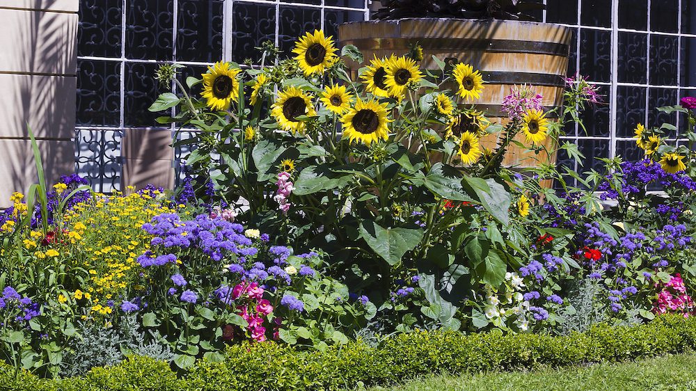 growing sunflowers